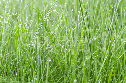 Green grass in drops of dew