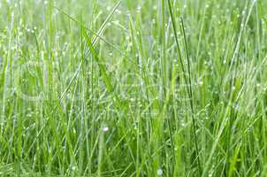 Green grass in drops of dew