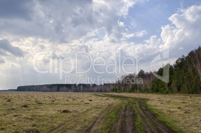 Dirt road along the forest spring