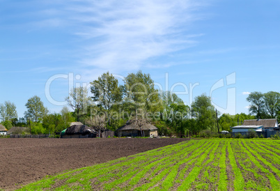 Rural landscape with spring shoots on beds