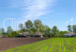 Rural landscape with spring shoots on beds