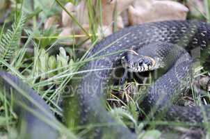 Snake (Natrix natrix)