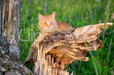 Red cat is sitting on a tree in a forest in summer