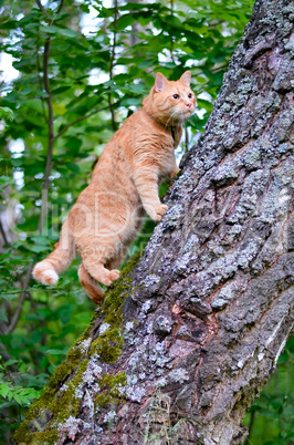 Red cat is on the trunk of a tree