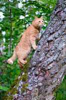 Red cat is on the trunk of a tree