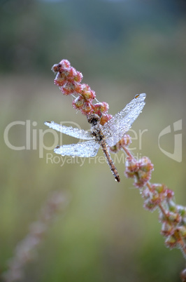 Dragonfly in the drops of dew