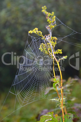 Spider web Spider web