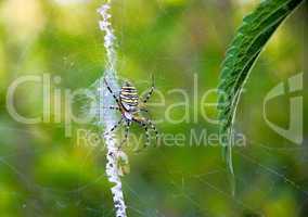Spider hunting (Argiope bruennichi)
