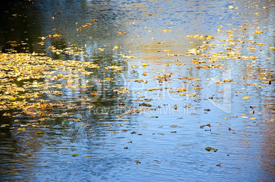 Autumn leaves on the water