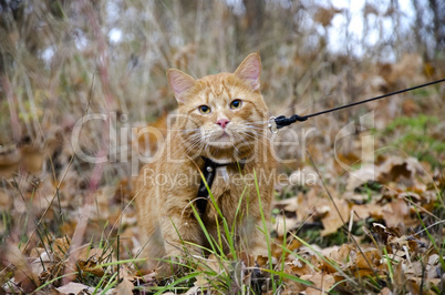 Red cat on a leash sits at the autumn grass