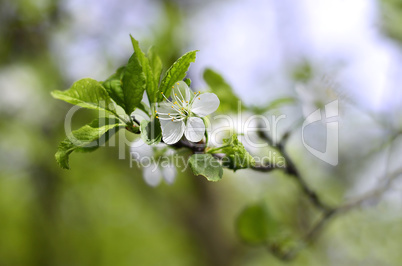 Flowering branch of cherry