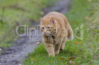 Red cat walks in the autumn grass
