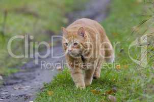Red cat walks in the autumn grass