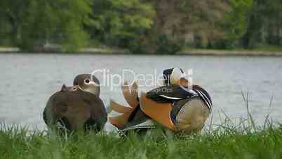 Mandarinenten im Treptower Park