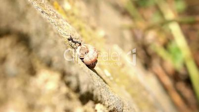 Little ant carrying a large snail