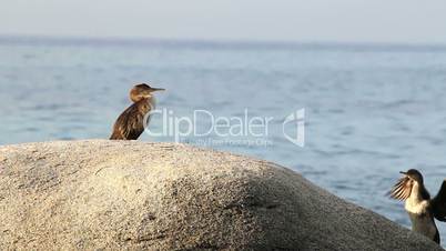 Coastal with cormorants (Spain,Costa Brava)