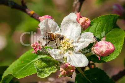 Working Bee