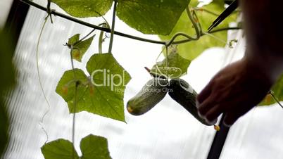 harvest fresh cucumber