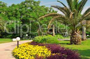 Tropical palm trees in a beautiful park