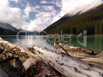 Treibholz in einem See in Kanada