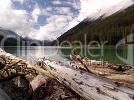 Treibholz in einem See in Kanada