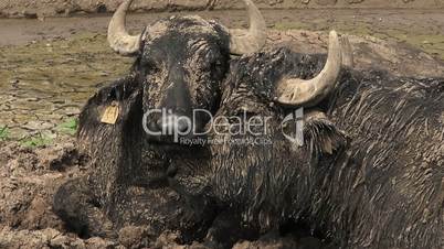 close up of buffalos in captivity