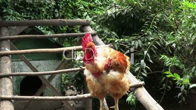 rooster crowing in captivity with audio