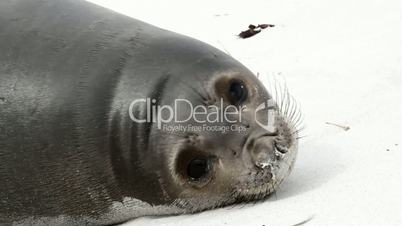 Young Sea Lion ist resting