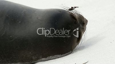 Young Sea Lion is resting