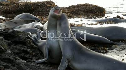 Sea Lions are fighting