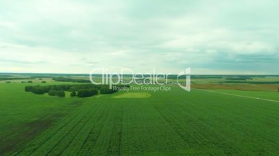 Aerial shot of a corn field.