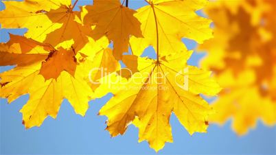 Autumn Background with Maple Leaves