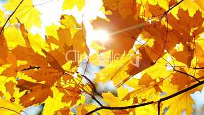 Maple Leaves and Sun