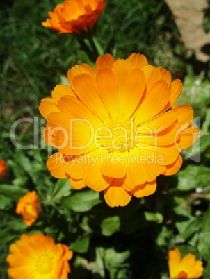 Marigold - Health from nature