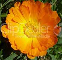 Marigold - Health from nature