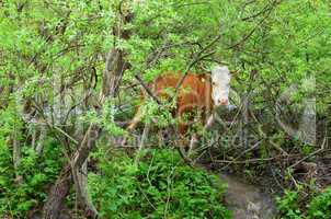 Cow in a bush