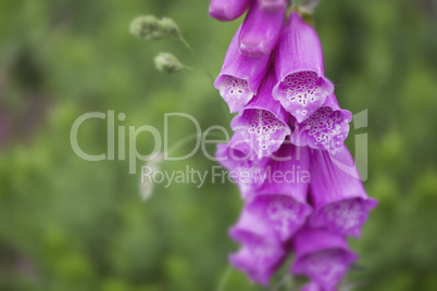 Fingerhut,Digitalis