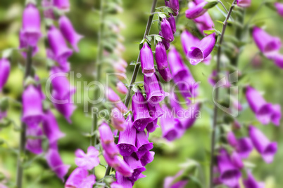 Fingerhut,Digitalis