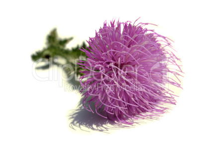 Thistle - Health from nature