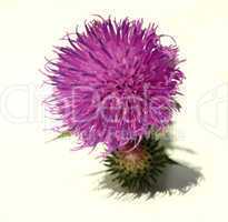 Thistle - Health from nature