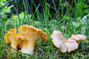 Chanterelles