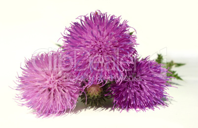 Thistle - Health from nature