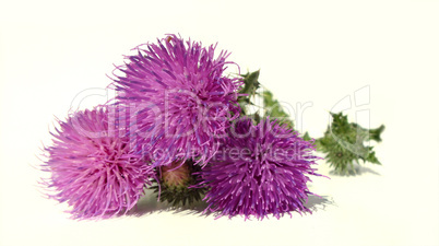 Thistle - Health from nature