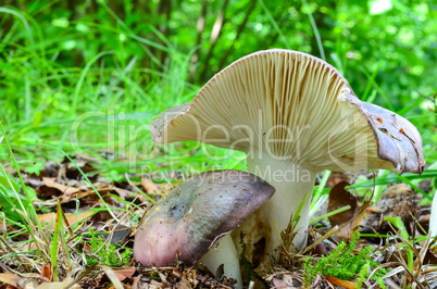 Charcoal Burner mushroom