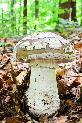 Grey Spotted Amanita