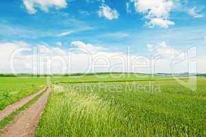 wheat field and country road