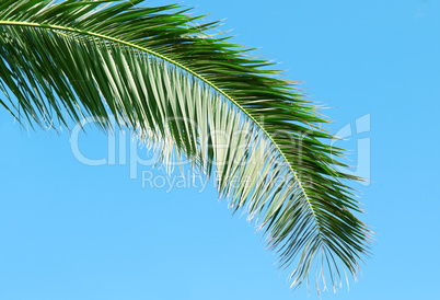 palm branch on background of blue sky