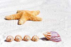 Seestern und Muscheln am Strand