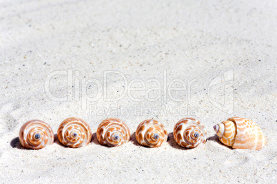 Muscheln in einer Reihe am Strand