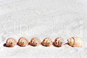 Muscheln in einer Reihe am Strand